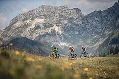 Three cyclists on an easy round trip, riding beside a field of dandelions, with a huge mountain in the background.